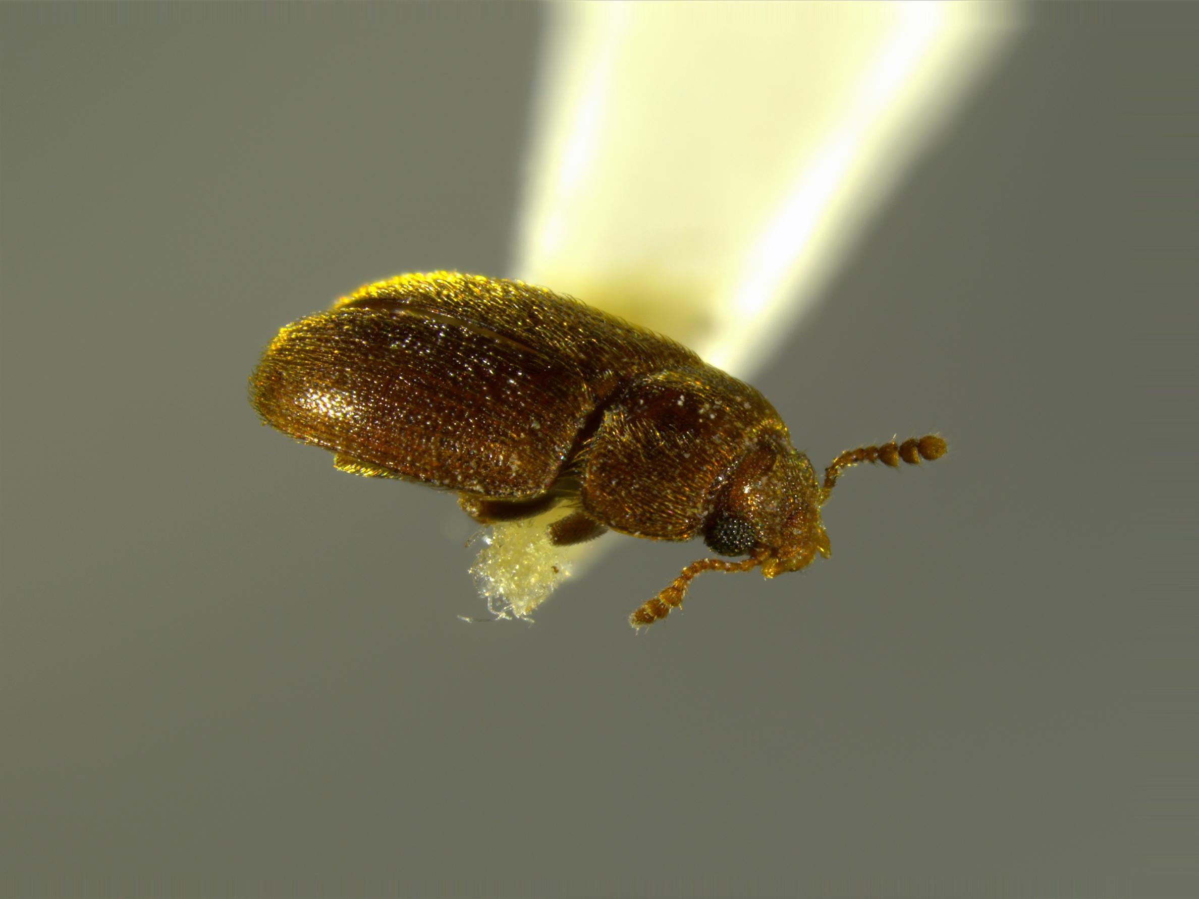 Lateral view of Typhaea stercorea. Specimen ICCDRS7271 Photo: ICCDRS Collection.